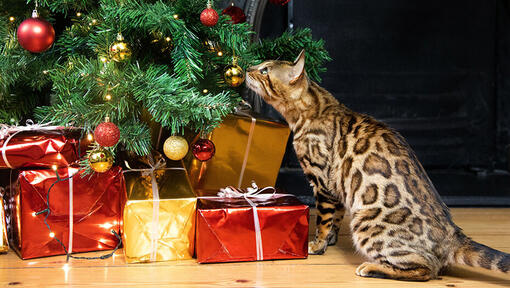 Christmas trees toxic to cats outlet